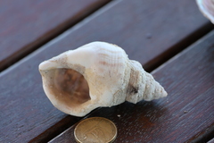 Struthiolaria papulosa