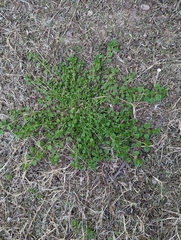 Trianthema portulacastrum