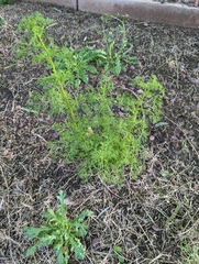 Oncosiphon pilulifer