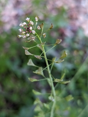 Capsella