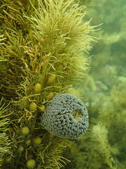 Phlyctenactis tuberculosa