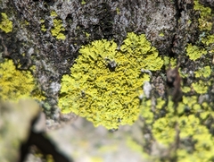 Candelaria concolor