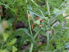 Capsella