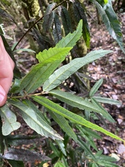 Crinodendron hookerianum