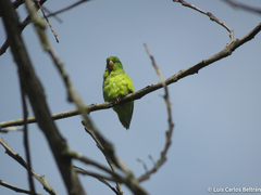 Forpus conspicillatus