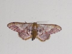 Idaea violacea