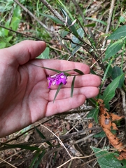 Epidendrum centropetalum