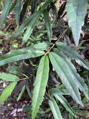 Crinodendron hookerianum