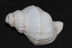 Austrofusus glans