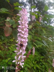 Francoa appendiculata