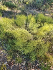 Choretrum glomeratum chrysanthum