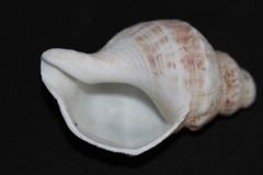 Austrofusus glans