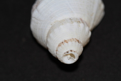 Austrofusus glans