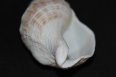 Austrofusus glans