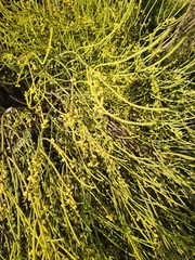 Choretrum glomeratum chrysanthum