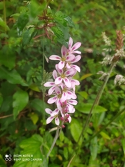 Francoa appendiculata