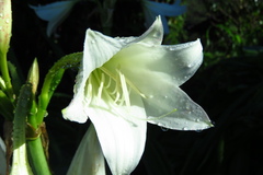 Crinum moorei