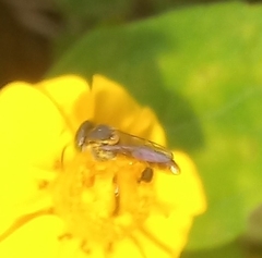 Tetragonisca fiebrigi