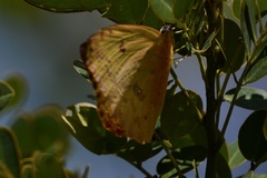 Phoebis philea