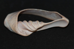 Alcithoe arabica