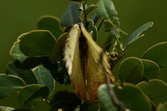 Phoebis philea