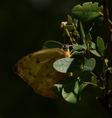 Phoebis philea