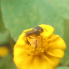 Tetragonisca fiebrigi