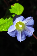 Ipomoea aristolochiifolia