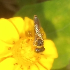 Tetragonisca fiebrigi