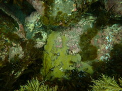 Zonaria aureomarginata