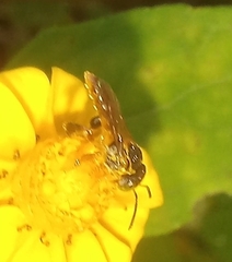 Tetragonisca fiebrigi