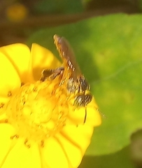 Tetragonisca fiebrigi