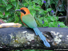 Baryphthengus martii