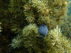 Phlyctenactis tuberculosa