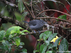 Thamnophilus multistriatus