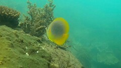 Chaetodon aureofasciatus