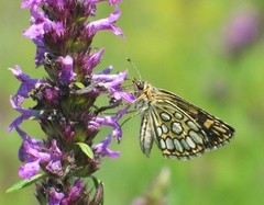Heteropterus morpheus
