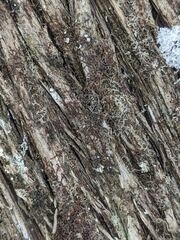 Frullania selwyniana