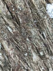 Frullania selwyniana