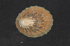 Cellana strigilis