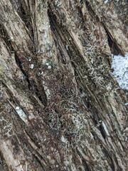 Frullania selwyniana