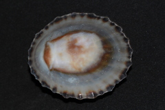 Cellana strigilis