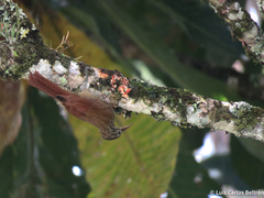 Lepidocolaptes souleyetii