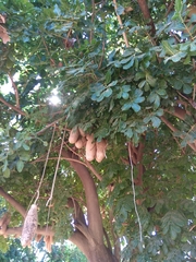 Kigelia africana africana