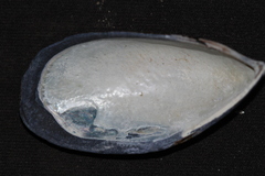 Mytilus planulatus