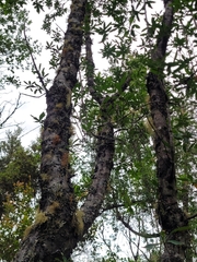 Embothrium coccineum