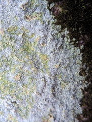 Trapelia placodioides