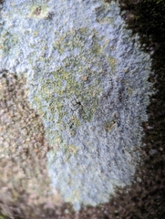 Trapelia placodioides