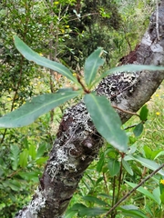 Embothrium coccineum