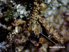 Frullania selwyniana